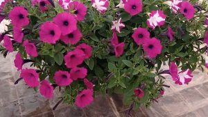 ОБЗОР АМПЕЛЬНЫХ ПЕТУНИЙ 7 МАЯ 2022 г.