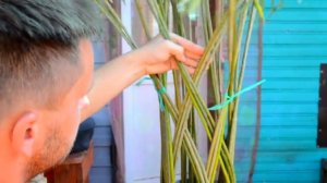 ПЛЕТЁНАЯ ИВА (ИЗ ОБЫЧНОГО КУСТА !)