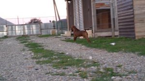 НА ТЕРРИТОРИИ ЧУЖАК !!! Реакция питбуля на чужого. Питбуль/Волк/Кот.