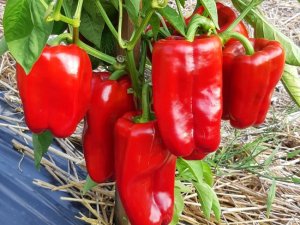 ЧТОБЫ ПЕРЦЫ СТАЛИ МЯСИСТЫМИ,КРУПНЫМИ И СОЧНЫМИ ПОТРЕБУЕТСЯ ОСОБЕННАЯ ПОДКОРМКА.
