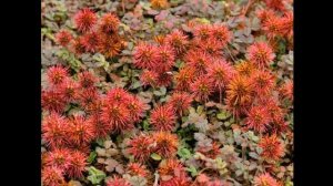 #Ацена Цветы садовые27 Декоративные растения