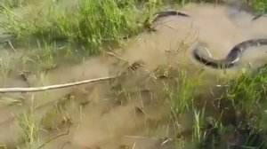 Как ловить змею  анаконду )