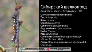 Сибирский шелкопряд (Dendrolimus superans sibiricus Tschetv.)