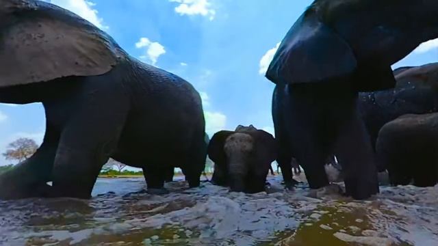 Посетить Африку, Азию, Центральную Америку и Антарктиду и увидеть более 40 видов диких животных. смотреть онлайн