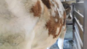 "ХИМИЧЕСКАЯ" КОРОВА? ПОЧЕМУ ГОЛШТИНЫ НЕ ПРЕДНАЗНАЧЕНЫ ДЛЯ ЛПХ? ПРОБЛЕМЫ С ПОРОДИСТЫМИ ЖИВОТНЫМИ.