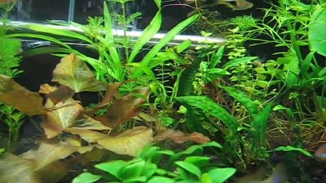 Harlequin Rasbora, German Blue Ram cichlids, Cardinal Tetra, Black Phantom Tetra смотреть онлайн