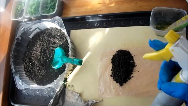 Выращиваю рассаду статицы смотреть онлайн