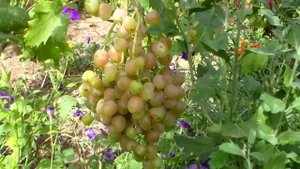 Виноград кишмиш Находка