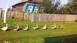 СНИТСЯ МНЕ ДЕРЕВНЯ - Сергей Беликов - автор ролика Нелли Запольских