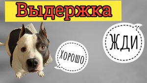 Как правильно учить собаку «Выдержке»