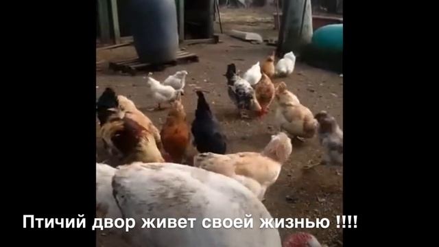 Солнце с нами !! Изоляция тяжела, но необходима!!! Воздержитесь от гуляний! Птиц вам для ПОЗИТИВА!)