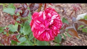 Роза Red Piano (чайно-гибридная, Evers Германия, 2007). 21 июля 2022 г.