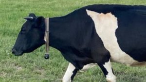 Система мониторинга КРС