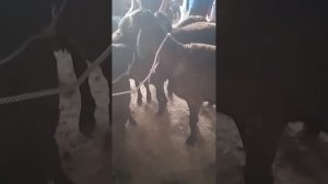 молбозори н.А.Чоми👍🔔✍️