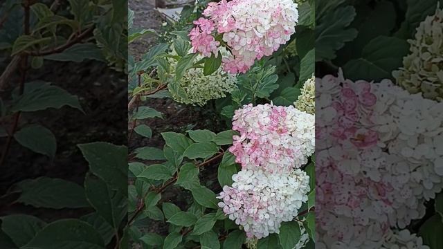Метельчатая гортензия Мельба фрайз. Описание сорта