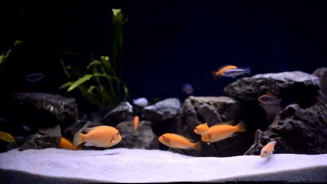 Запуск аквариума цихлидника 450л. смотреть онлайн