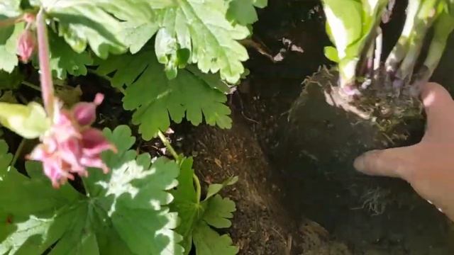 Хосты. Деление,посадка. смотреть онлайн