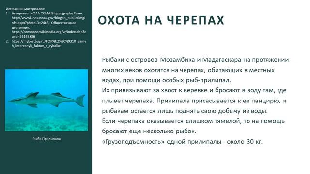 Познавательный час онлайн Ловись, рыбка, мала и велика смотреть онлайн