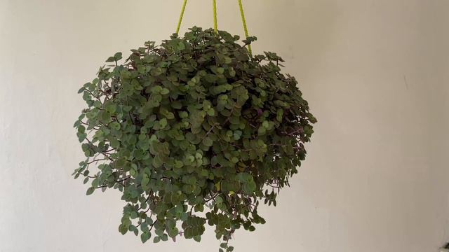 Top 22 hanging plants for indoor and outdoor with names./ TheGreenLeafGarden.