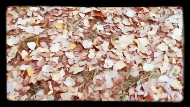 АСМР Шуршание под ногами осенней листвы/ASMR rustling under the feet of autumn leaves смотреть онлайн