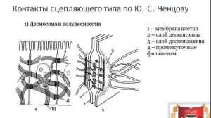 Межклеточные контакты и взаимодействия  Intercellular junctions