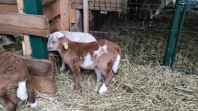 катумские ягнята подрастают смотреть онлайн