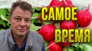 В сентябре на огороде самое время посадить не только редис!