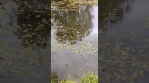 Очистка места на пруду для рыбалки