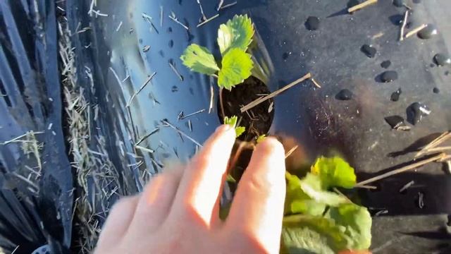 Секрет Как получить в первый год большой урожай клубники до 300 грамм смотреть онлайн