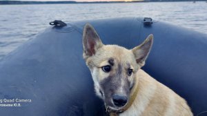 На остров с щенком