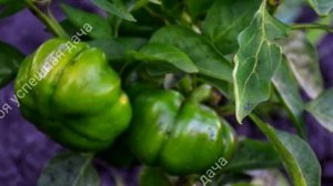 10 важных правил для выращивания Сладкого перца