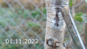 прививка черешни в сентябре без пробуждения \\ Budding