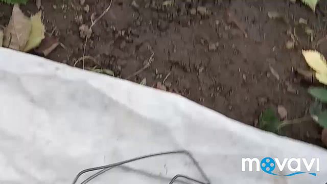 Накриваєм ожину на зиму. смотреть онлайн