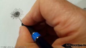Рисуем подсолнух карандашом