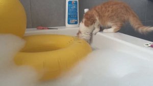 Падение кота в ванной!!!