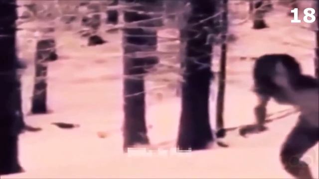 20 НЕИЗВЕСТНЫХ СУЩЕСТВ СНЯТЫХ НА КАМЕРУ! Часть 4 смотреть онлайн