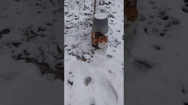 животные#коты#дикие животные#funny animals# дикая природа#про животных#animali divertent#animals смотреть онлайн