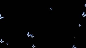 Бабочки на чёрном фоне - Butterfly