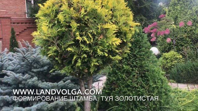 Туя на штамбе. Формирование штамба. Ель Глаука Глобоза. Обрезка Ели Глауки Глобозы.Ландшафт на Волг