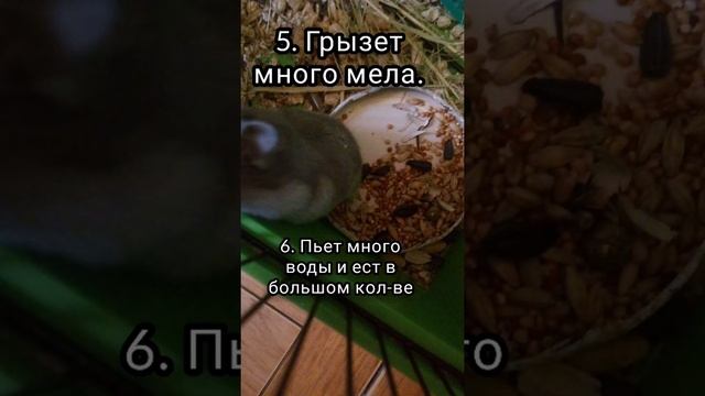 Как понять, беременна ли хомяк?