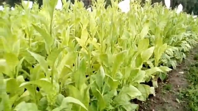 обзор-прогулка по посадкам табака смотреть онлайн