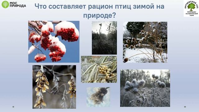 Лекция "Зимняя подкормка птиц"