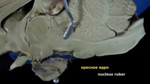 средний мозг (mesencephalon)