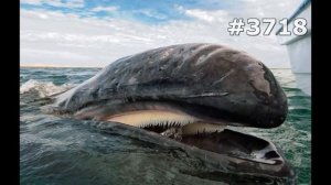 #3718. Киты и кашалоты (В мире животных)