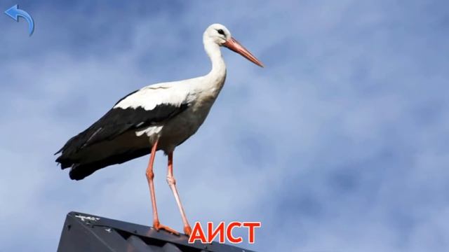 ПТИЦЫ ЗВУКИ. ДЕТСКИЙ РАЗВИВАЮЩИЙ МУЛЬТИК