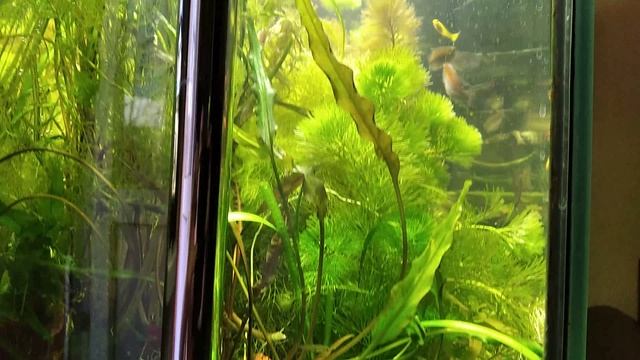 Редизайн аквариума. Нерест тетр Конго и Скалярий. смотреть онлайн