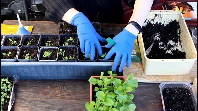 Пикирую лобелию и петунию! Конская сила! смотреть онлайн