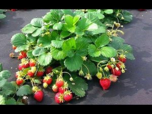 Садовая земляника (клубника) посадка в плёнку. strawberry. полная версия