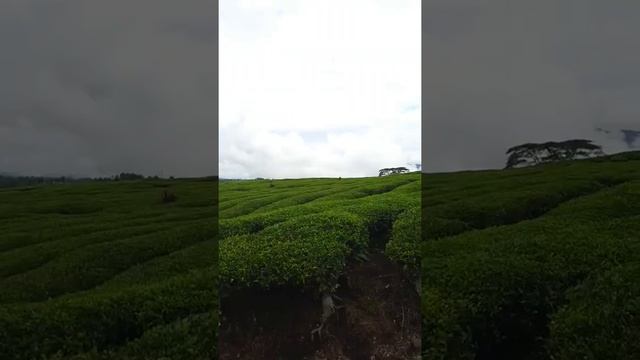 kebun teh | tea garden | alahan panjang | kabupaten solok #shorts