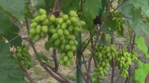 @Виноград Калугина  Виноград Черный Кристалл